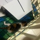 네코스토리(인천 청라점) 강아지 고양이 무료 보호 무료 입양 | 인천 고양이 무료분양, 고양이들의 엄마아빠가 되어주세요~!