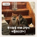 플러스비 | 북가좌동 카페 고양이 있는 불광천 카페 비플러스(B+) 방문 후기