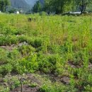 자갈농장 이미지