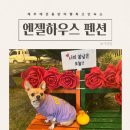 제주도 애견동반 숙소 제주 애월 애견전문 펜션 엔젤하우스 재방문한 후기