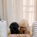 집밥먹개 집밥먹냥 이미지