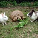 토끼와거북이 이미지