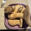 국민농장 이미지