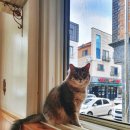 함께냥 본점 이미지