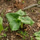 앉은부채 [Skunk cabbage] 이미지