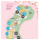 『화북윈드 오케스트라 공연』 | 2026년 가평 에덴벚꽃축제 딸과 함께한 가평 벚꽃 원정대 실패기 에덴벚꽃길 축제 기간 및 공연 일정 공유