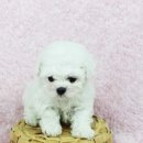 도그비숑 이미지