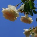 안중지인 이미지