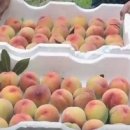 김영복농장 이미지