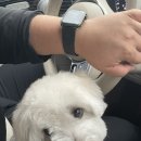 살롱드삐삐 | 몽톡펫살롱 꼬똥드툴레아 미용 후기 / 엉켜서 빡빡이로 다 밀었어요ㅠㅠ