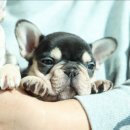 J&L 희귀모색 프렌치불독 | [FIREDOG] 프렌치불독 종류•모색 | 이자벨라탄, 블랙탄, 초코탄, 라일락탄, 블루탄