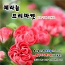 제라마켓