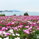 작약 이미지