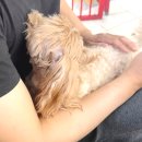 정성환동물병원 | 강아지 암컷 수컷 중성화 수술 시기 비용 및 관리법 총정리