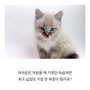 도그마루 강아지 고양이 마포용산점 이미지