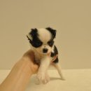 유올펫 강아지고양이 청주점 네이버블로그