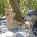 젠가하는 댕댕이 이미지