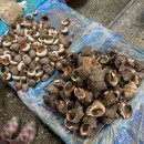 캠핑고래 군산점 이미지