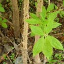 토종가시오가피삼계탕 이미지