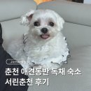 자자펜션 | 춘천 애견동반 독채 펜션 서린춘천 1채 내돈내산 태교여행 후기