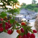 보리수콩국수