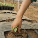 금강4농장 이미지