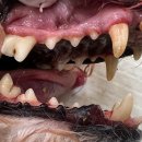 용인도담동물병원 이미지