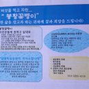 봉황꽃벵이 이미지