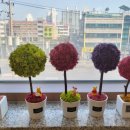 스칸디아모스아트(B) 이미지