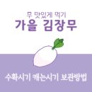 김장무 가을무 수확시기 캐는시기 늦추는 방법 알아보기 이미지