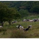 신우목장 이미지