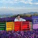 연수사화장실 | [거창] 대구근교 가볼만한곳 감악산 아스타국화 축제 실시간 | 인생샷 꿀팁 웨이팅 일몰 후기