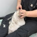 신림사 | 신림 고양이 미용 후기! 뽀송캣 무마취로 미용 &amp; 목욕까지 내돈내산 후기