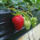 상명농장 이미지