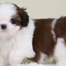 행복한 강아지 이미지