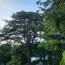 맥도날드초읍DT점 이미지