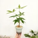 정화농장 쇼핑하우