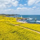 호미곶관광단지 | "2026년 4월 개화"...호미곶 유채꽃, 지금 가면 만개일까?