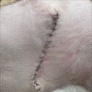 덕소동물병원 이미지