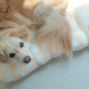 옐로우 켄넬 이미지