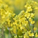 (주)계림조경자재 이미지