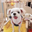 펫지살롱 이미지