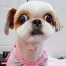 24시 서울 탑 동물병원 이미지