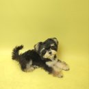 포즈티브 이미지