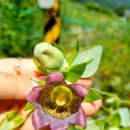 성재농장 이미지