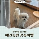 강원도 강릉 주문진 애견동반 카페, 숙소, 횟집 다녀온 후기