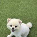 그린테니스아카데미 네이버블로그