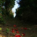 녹산사슴 이미지