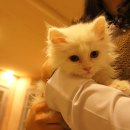 언제나고양이 이미지