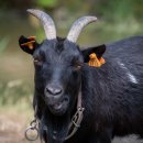 고산흑염소 이미지